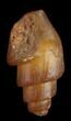 Agatized Fossil Gastropod From Morocco - #38429-1